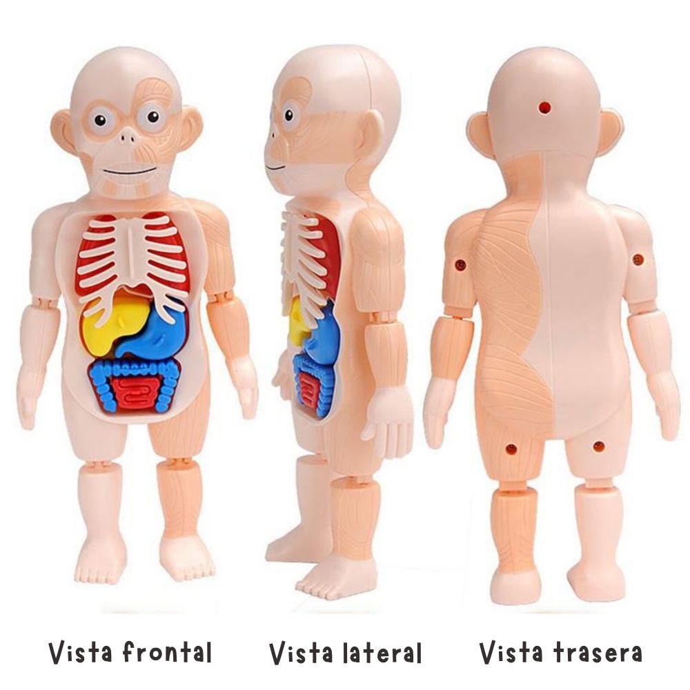 Miniatura 8 de JUGUETE EDUCATIVO DEL CUERPO HUMANO